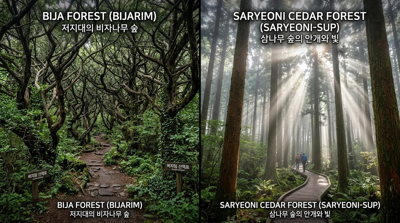 힐링이 필요할 때, 비자림 vs 사려니숲길